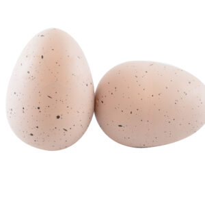 Œuf de Dinosaure en Croissance